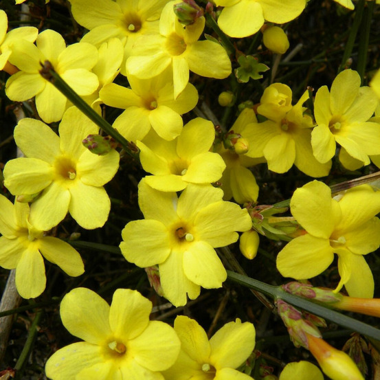 Jasmin d'hiver nudiflorum godet - 5/20 cm