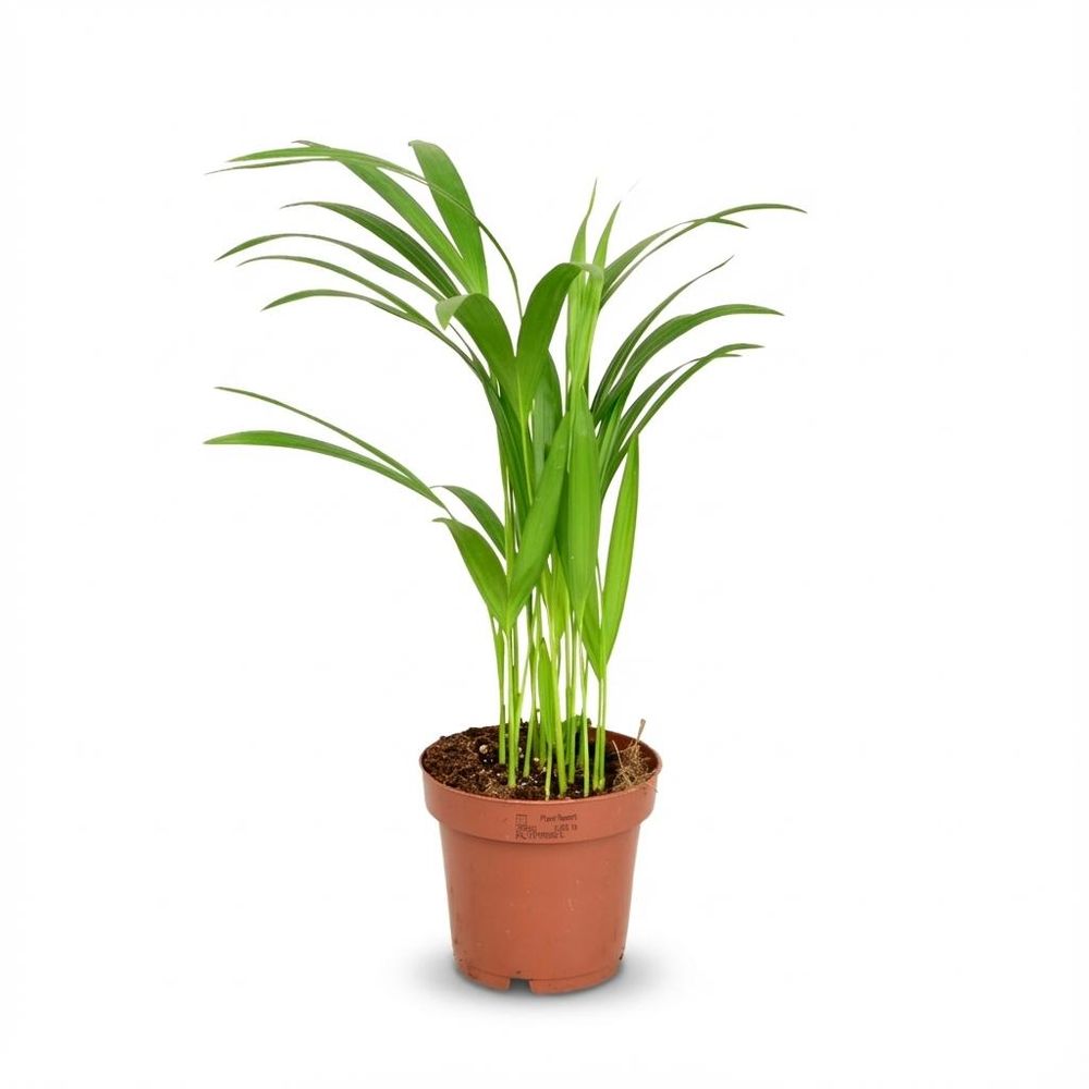 Palmier areca - dypsis lutescens - ø12cm - ↕40cm - plante d’intérieur