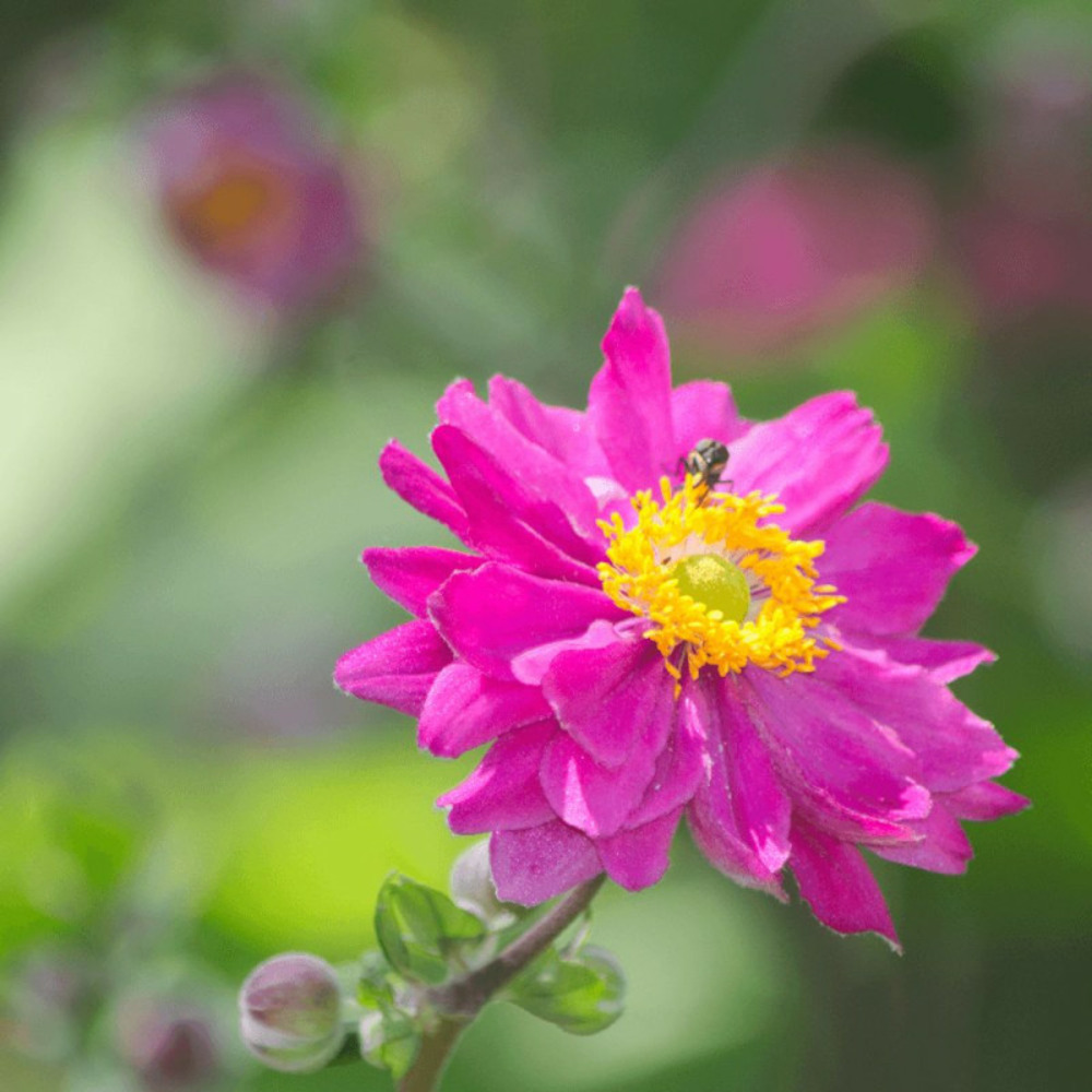 Anémone du japon prinz heinrich godet - 5/20 cm