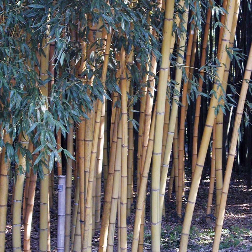 Phyllostachys 'sulphurea' pot de 2l/3l