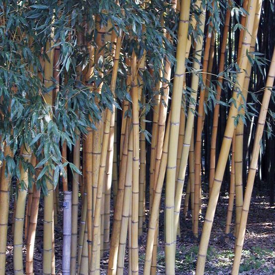 Phyllostachys 'sulphurea' pot de 2l/3l