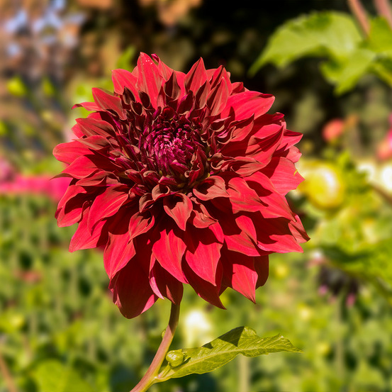 Dahlia géant décoratif 'mingus alex' bulbe calibre i