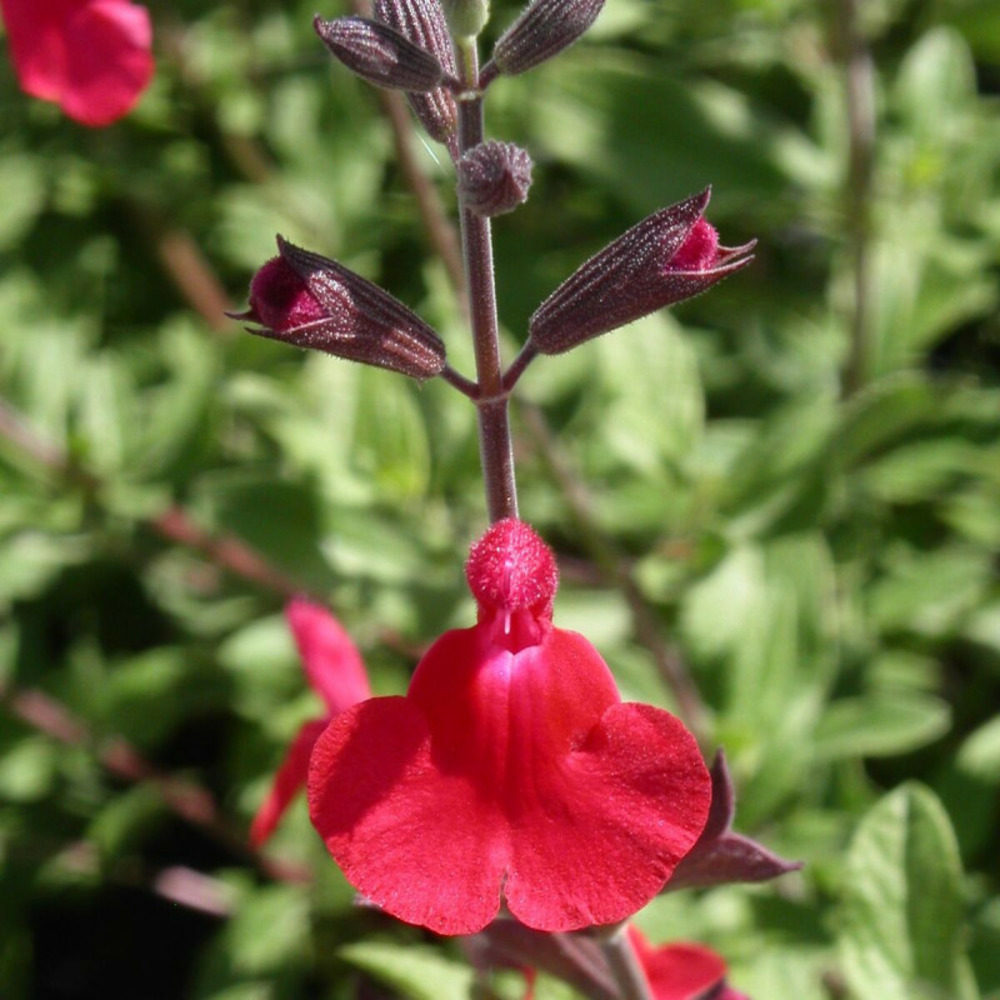 Sauge à petites feuilles rêve® rouge 'fauresal02' godet - 5/20 cm