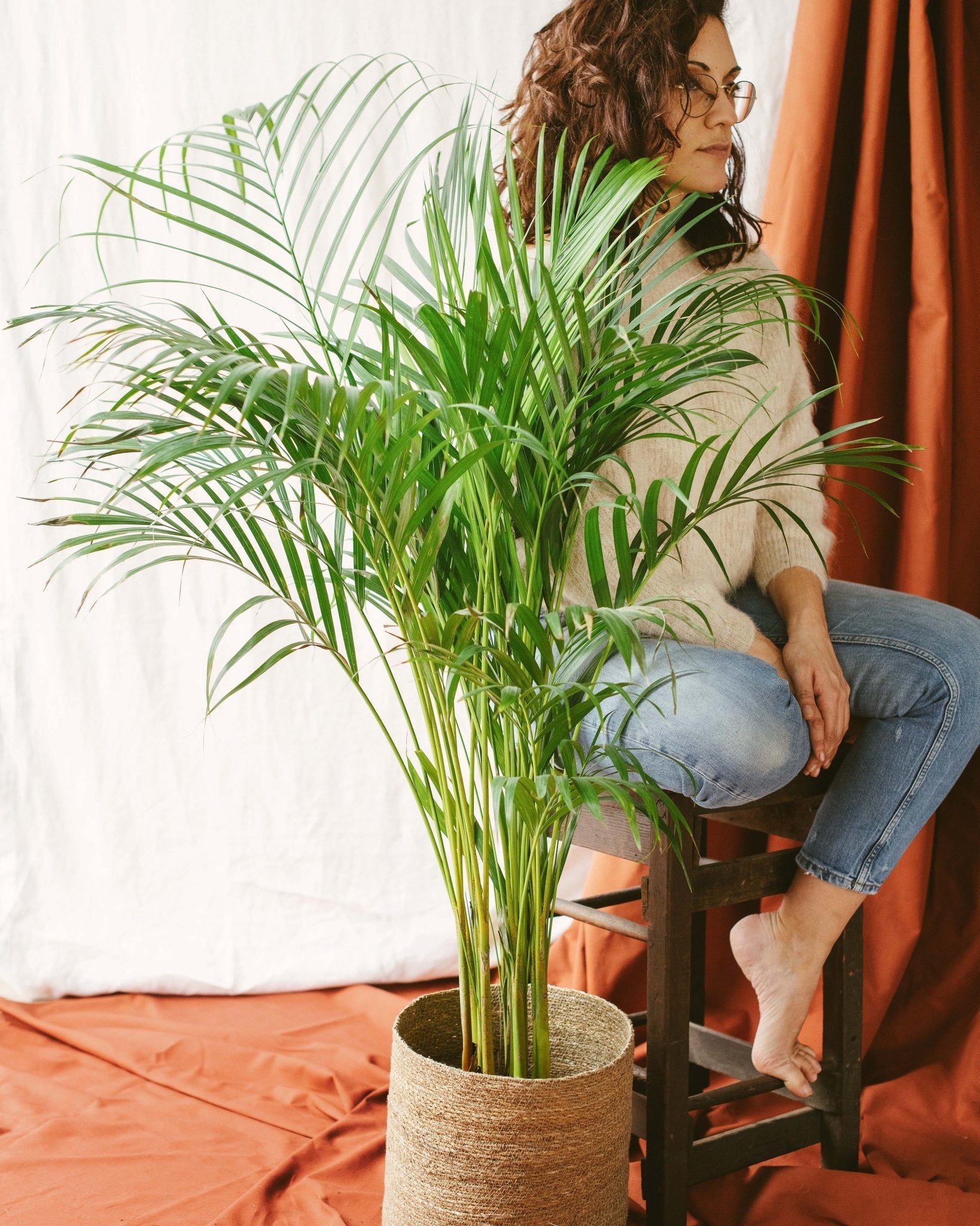 Plante d'intérieur - palmier areca xl 90.0cm