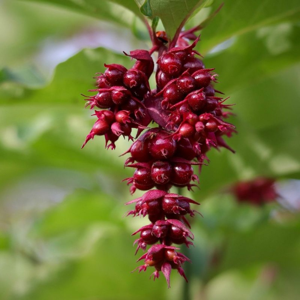 Arbre aux faisans 'purple rain' (leycesteria formosa 'purple rain')