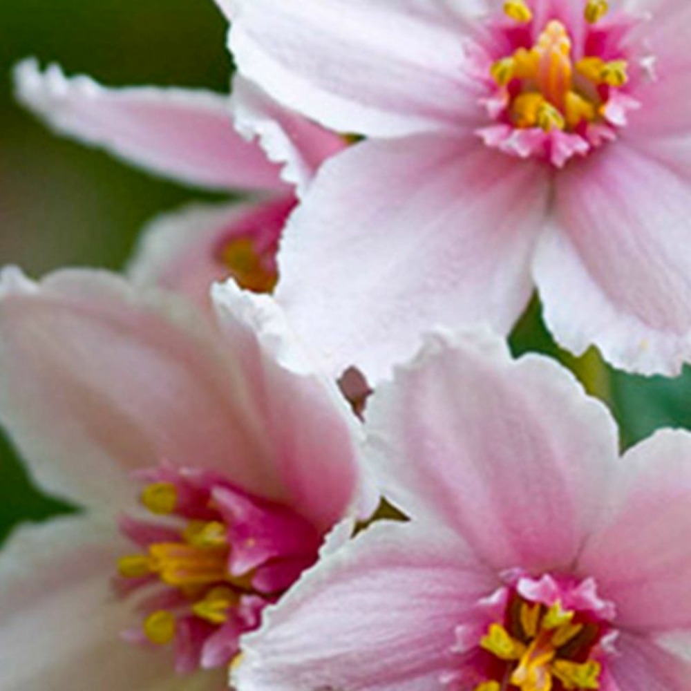 Deutzia Hybride 'Mont Rose' (Deutzia Hybri…