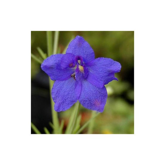 Pied-d'alouette de chine, delphinium lot de 3 godets