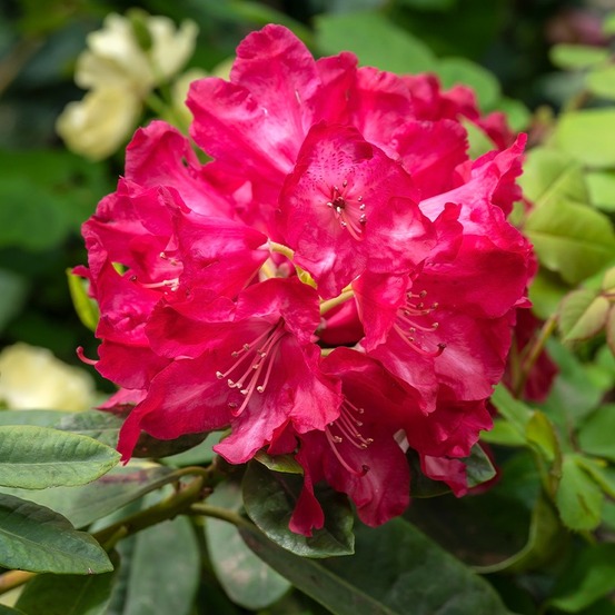 Rhododendron hybride easydendron diderk pot de 4l/5l