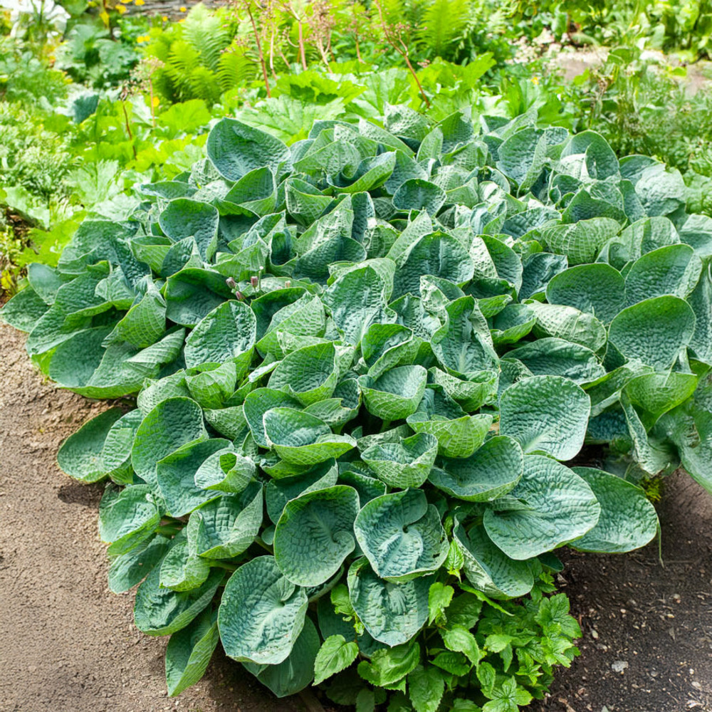 Hosta big daddy - le pot / ø 9cm, vendu par lot de 4