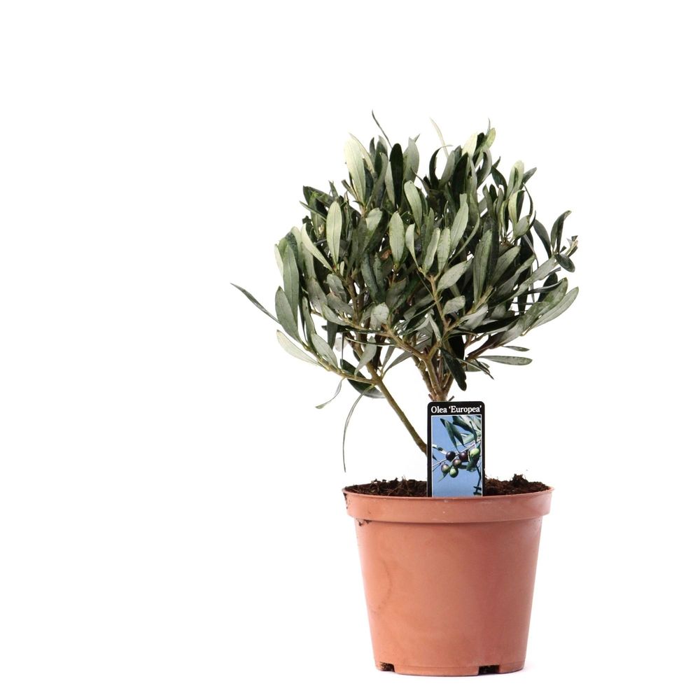 Olea olivier sur tige - ø13cm - ↕21cm - plante d'extérieur