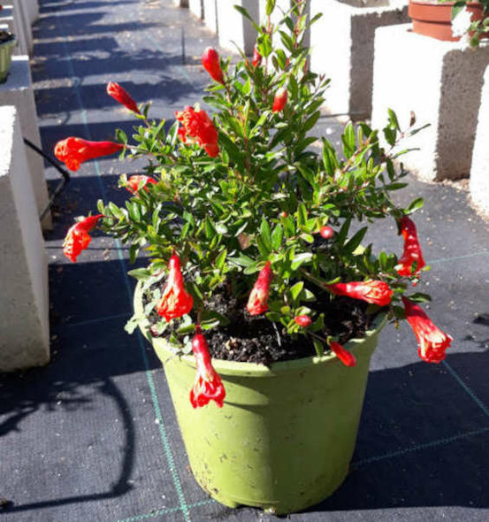 Punica granatum nana (grenadier nain à fruits) pot de 2 litres - 30/50 cm