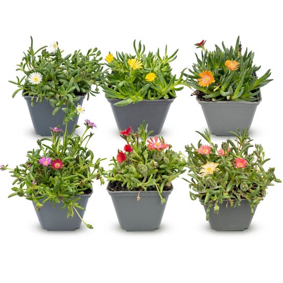 Pourpier vivace - lot de 6 - pot 7 cm - hauteur 10-12 cm - plante d'extérieur
