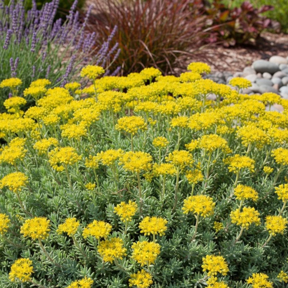 Orpin réfléchi glaucum, sedum lot de 9 godets