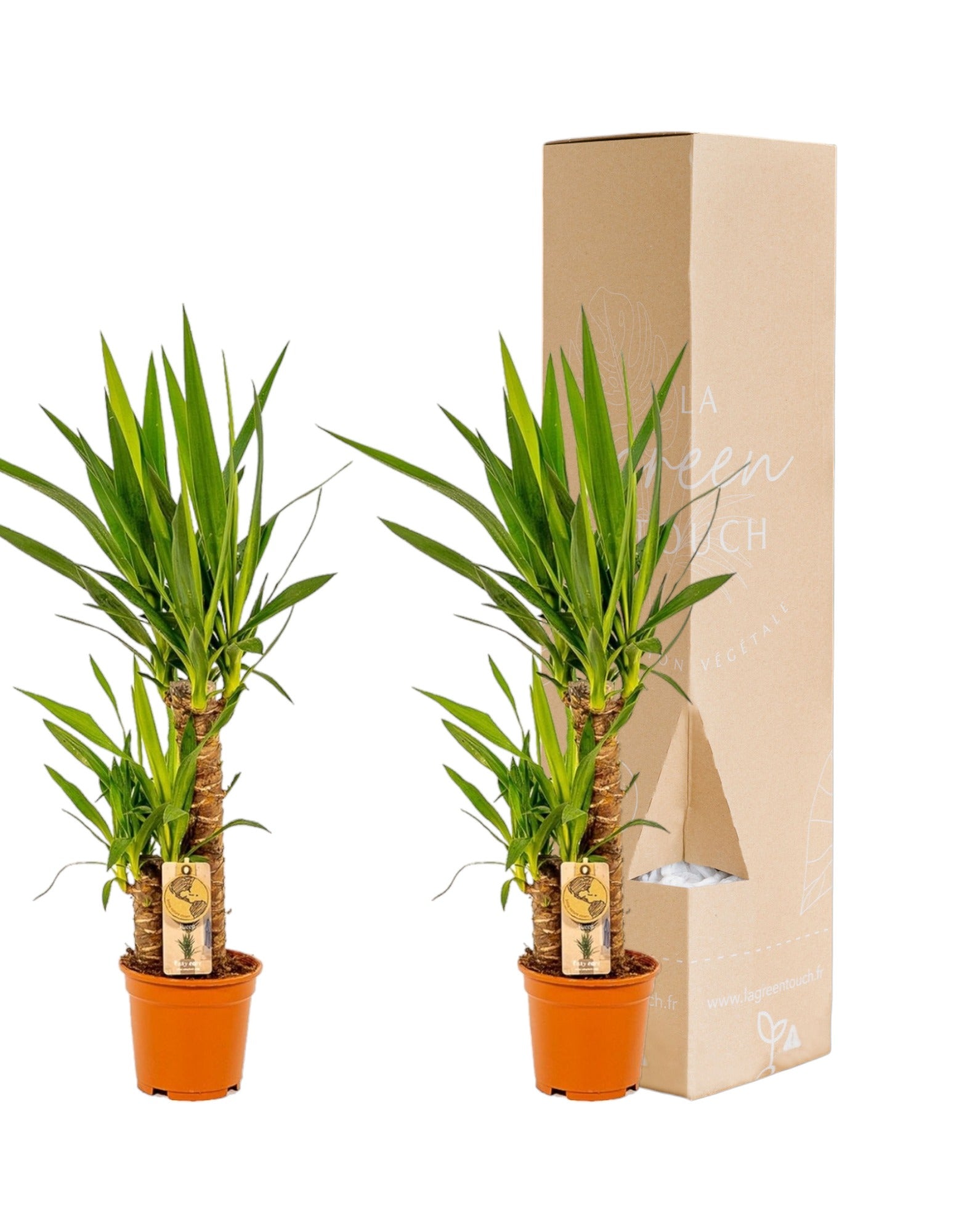 Plante d'intérieur - coffret yucca - lot de 2 plantes, h90cm 90cm
