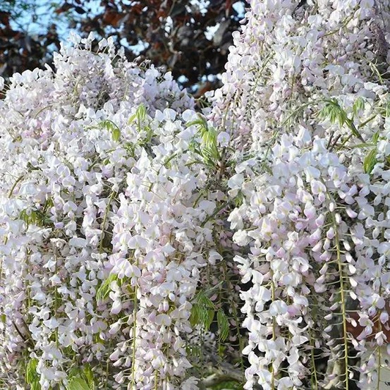 Glycine du japon 'rosea' - wisteria floribunda 3l - 60/90cm