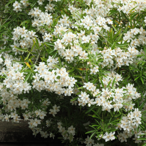 Oranger du mexique - choisya aztec pearl 35cm