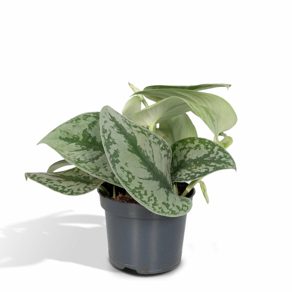 Pothos scindapsus pictus epipremnum h15 cm