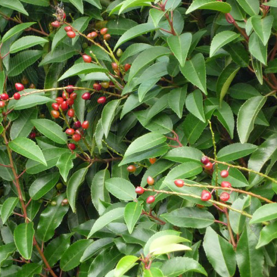 2 x laurier du portugal - prunus lusitanica - 40-50 cm pot