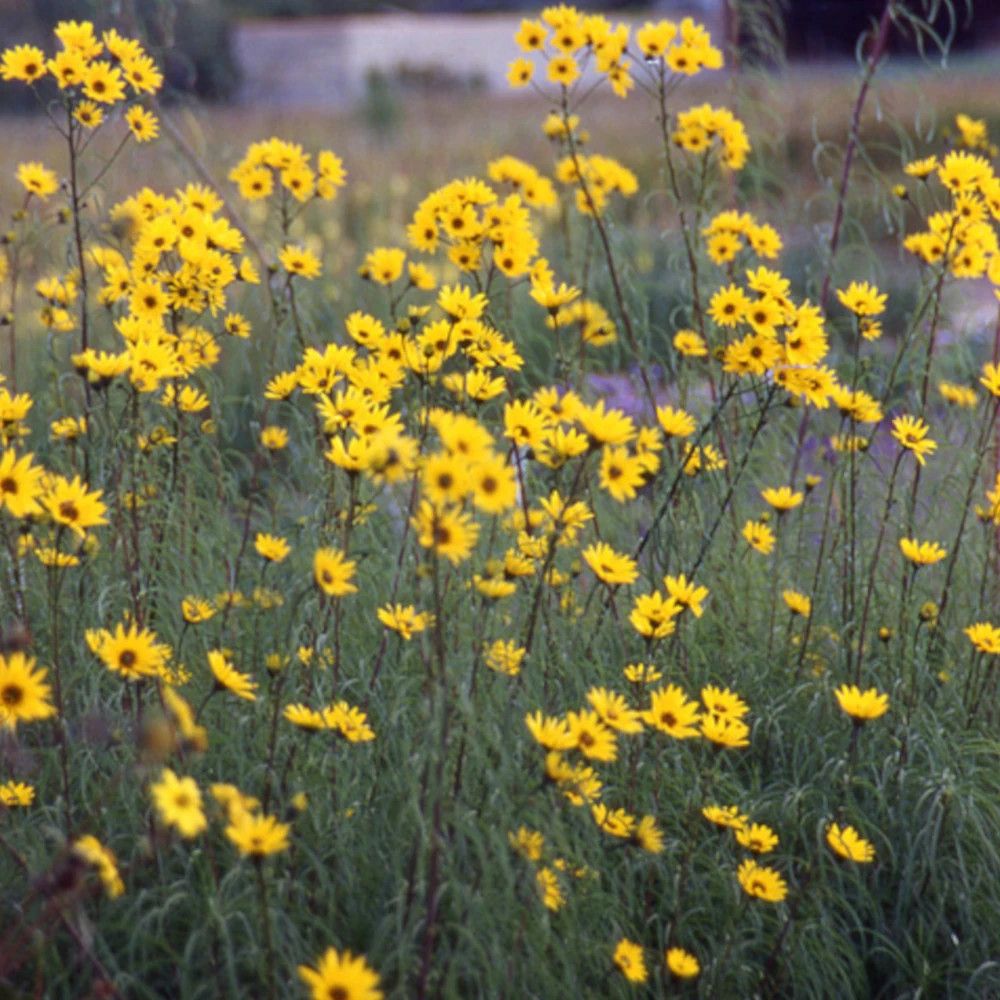 Hélianthe salicifolius (soleil) lot de 5 godets