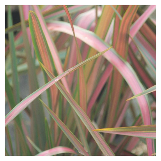 Lin de nouvelle-zélande jester, phormium pot de 4l - 40/60 cm