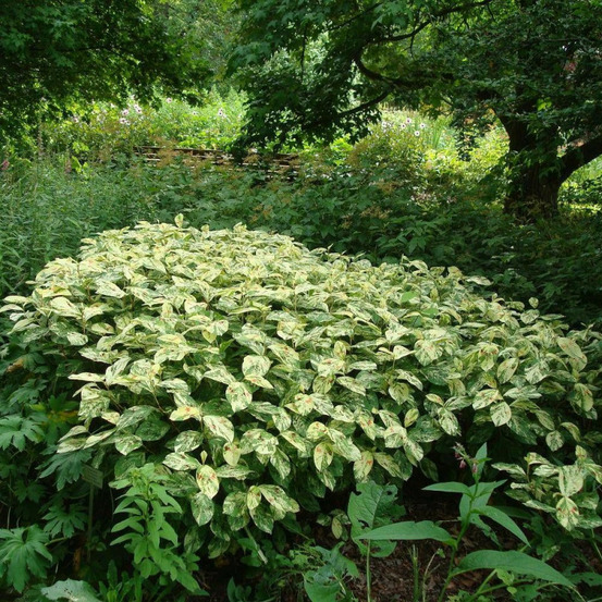 Persicaire painter's palette lot de 5 godets