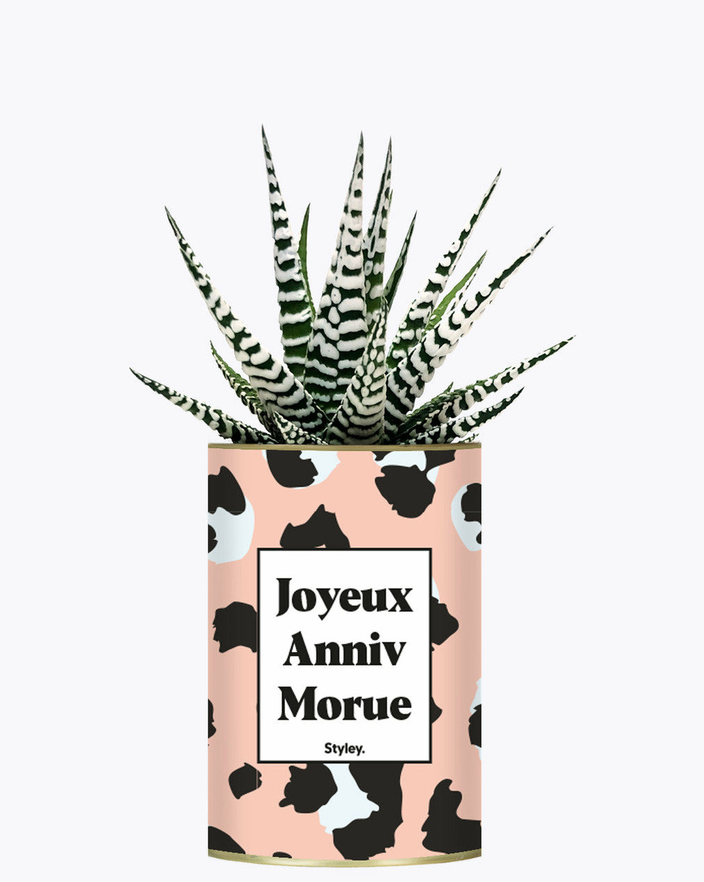 Plante drôle - joyeux anniv morue - plante