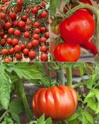 Collection de 9 plants tomates classiques, les 9 pots / ø 10.5cm