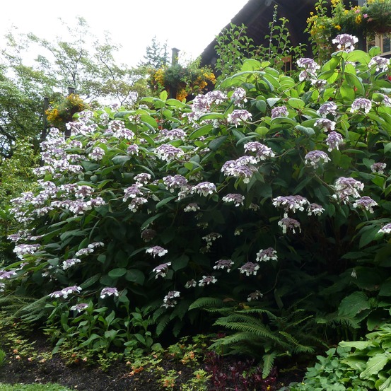 Hortensia aspera 'macrophylla' pot de 12l/15l