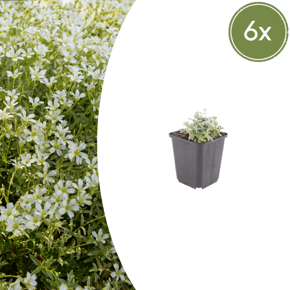 Lot de 60 - céraiste tomenteux (cerastium tomentosum) 'tomentosum'