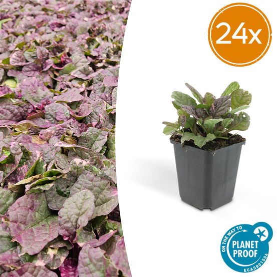 Lot de 24 - ajuga reptans 'burgundy glow' - h10-25 cm