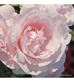 Kordes parfuma® rosier - rosa 'constance mozart'®