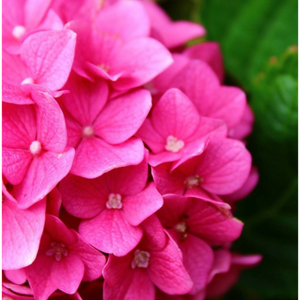 Hortensia sybilla, hydrangea macrophylla pot de 1,5l - 20/40 cm