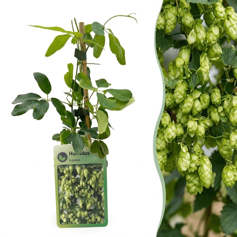 Houblon nordbrau - humulus lupulus - lot de 4 plants - pot ø9 cm