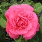 Camellia x 'debbie': 2 litres  (rose cerise)