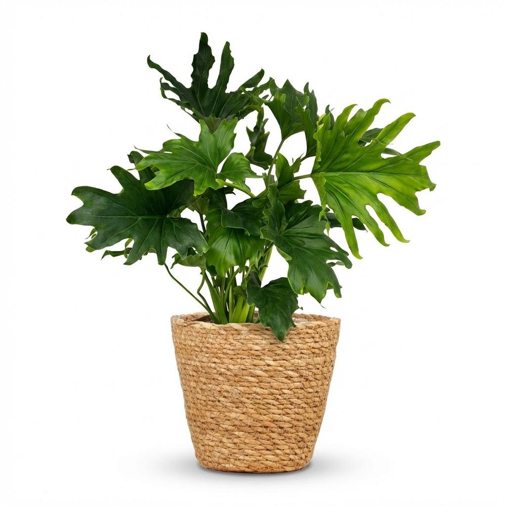 Philodendron - philodendron lickety split - pot de 19cm - hauteur 70cm - plantes d'intérieur