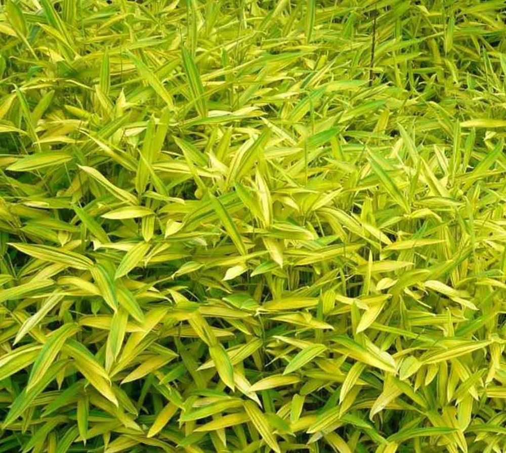 Pleioblastus viridistriatus "auricome" pot de 2 litres - 5/20 cm | Truffaut
