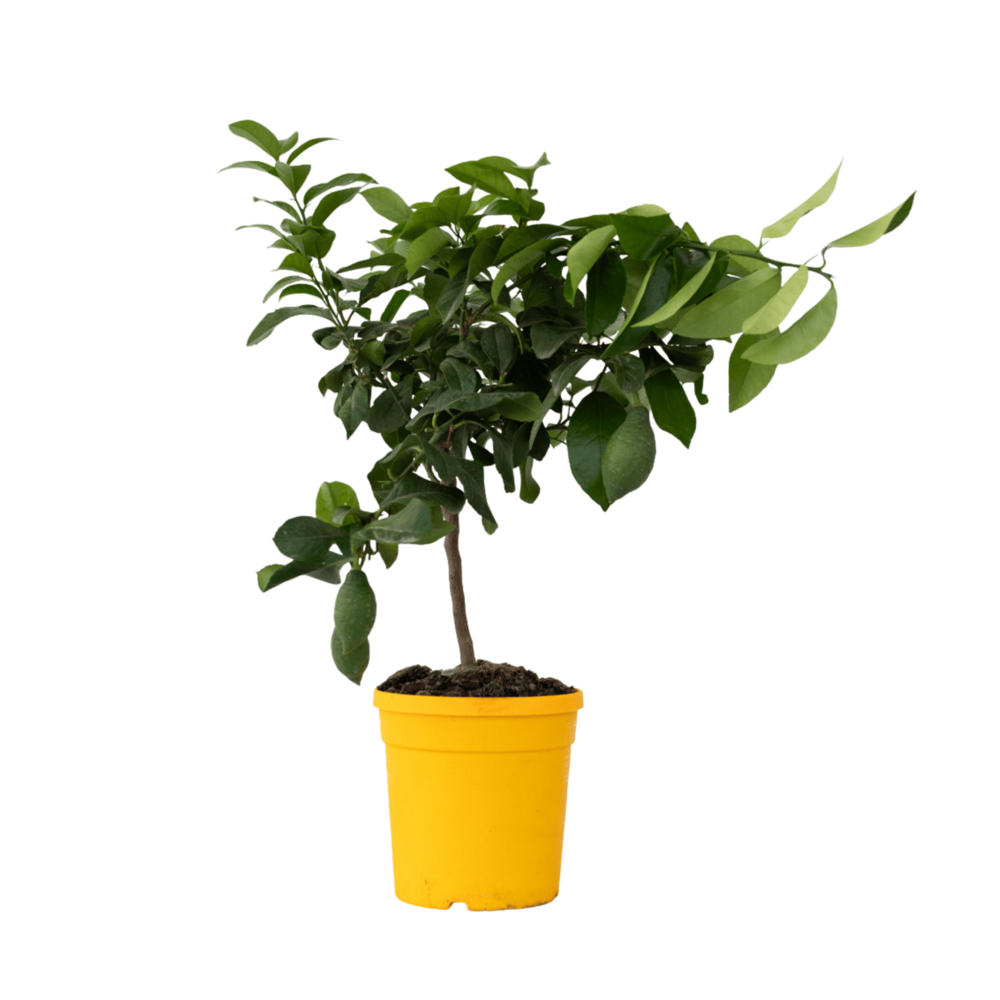 Citronnier - citrus limon - hauteur 60-70cm - ⌀19cm