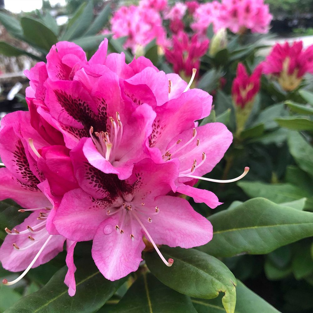 Rhododendron 'cosmopolitan' pot de 7,5l/10l