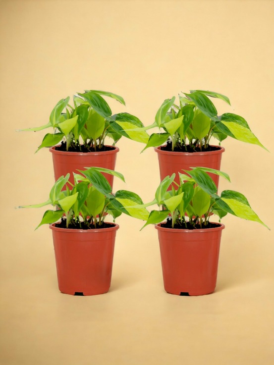 Lot de 4 - philodendron scandens brasil - h15 cm