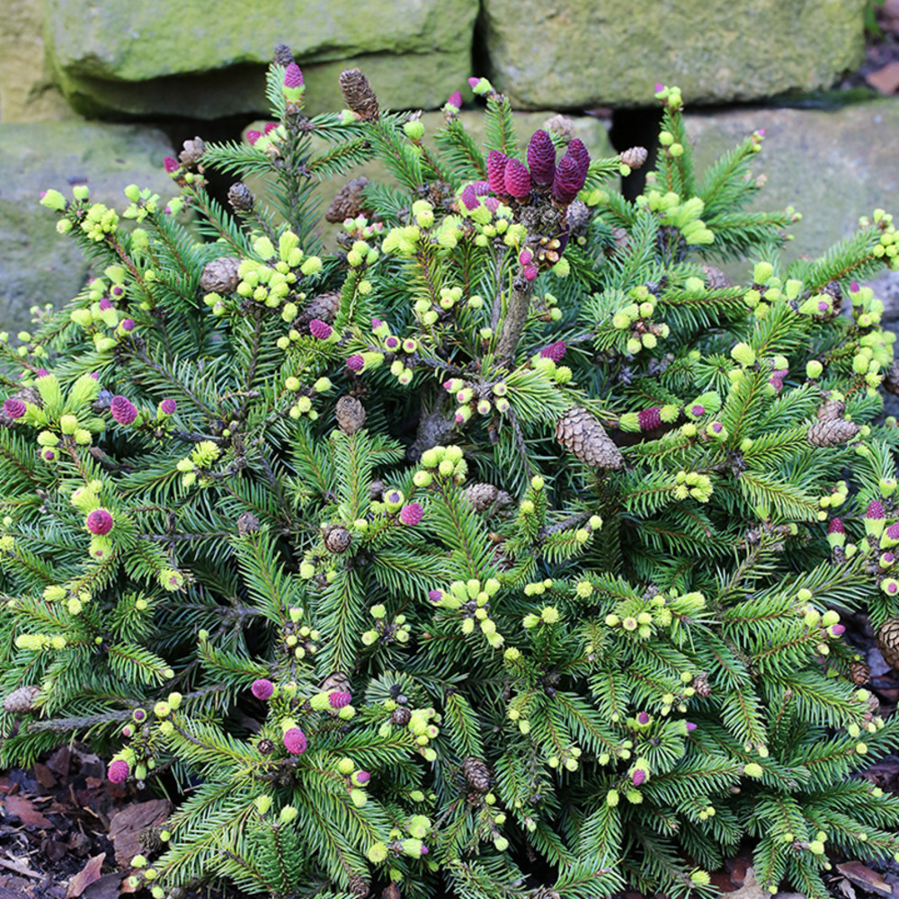 Épicéa 'pusch' pièce