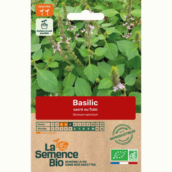 Basilic tulsi - graines bio