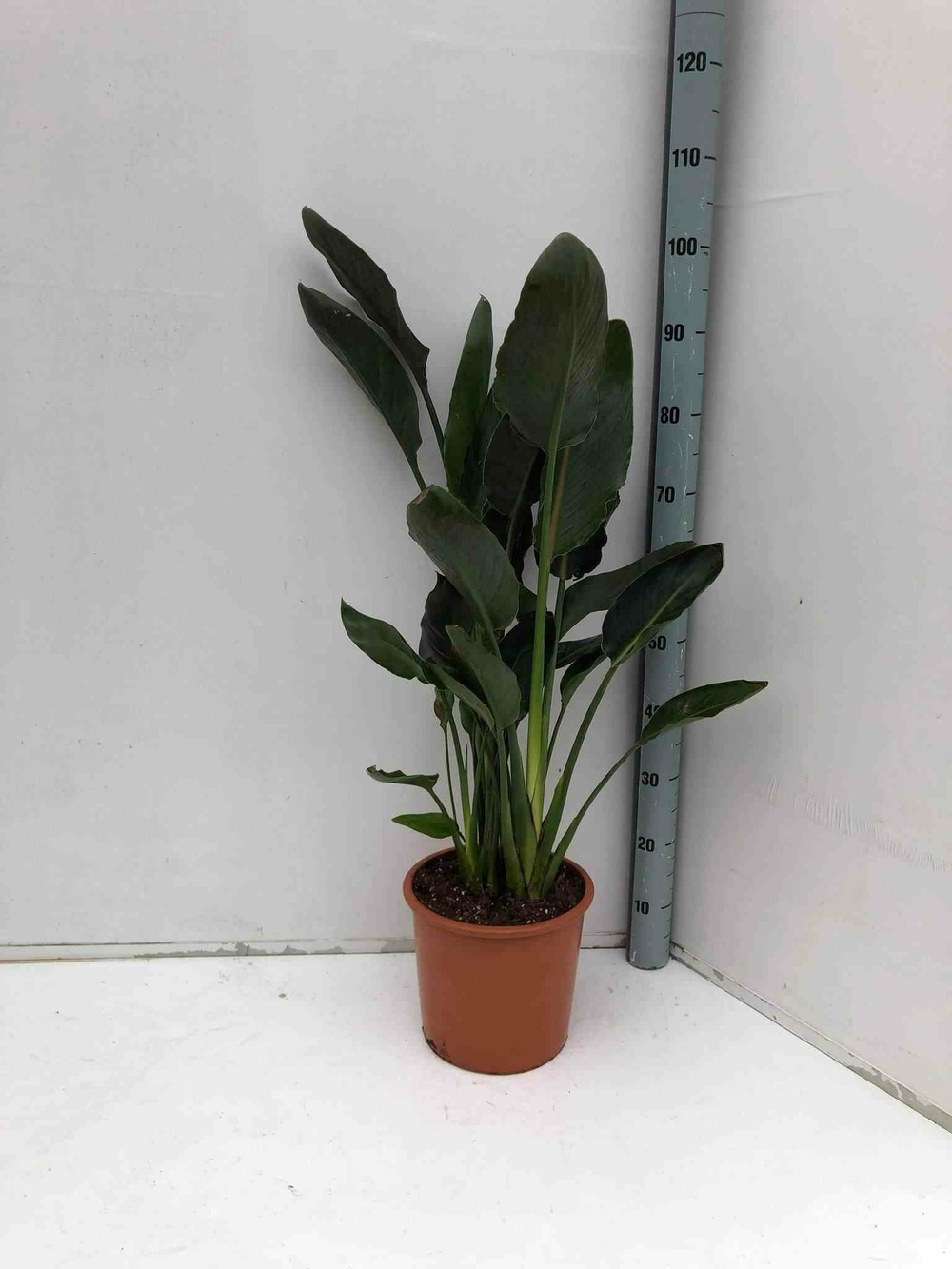 Strelitzia reginae (oiseaux du paradis) pot de 6 litres - 100/120 cm