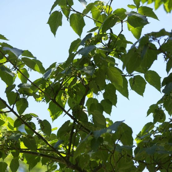 Érable du père david, acer davidii godet - 5/20 cm