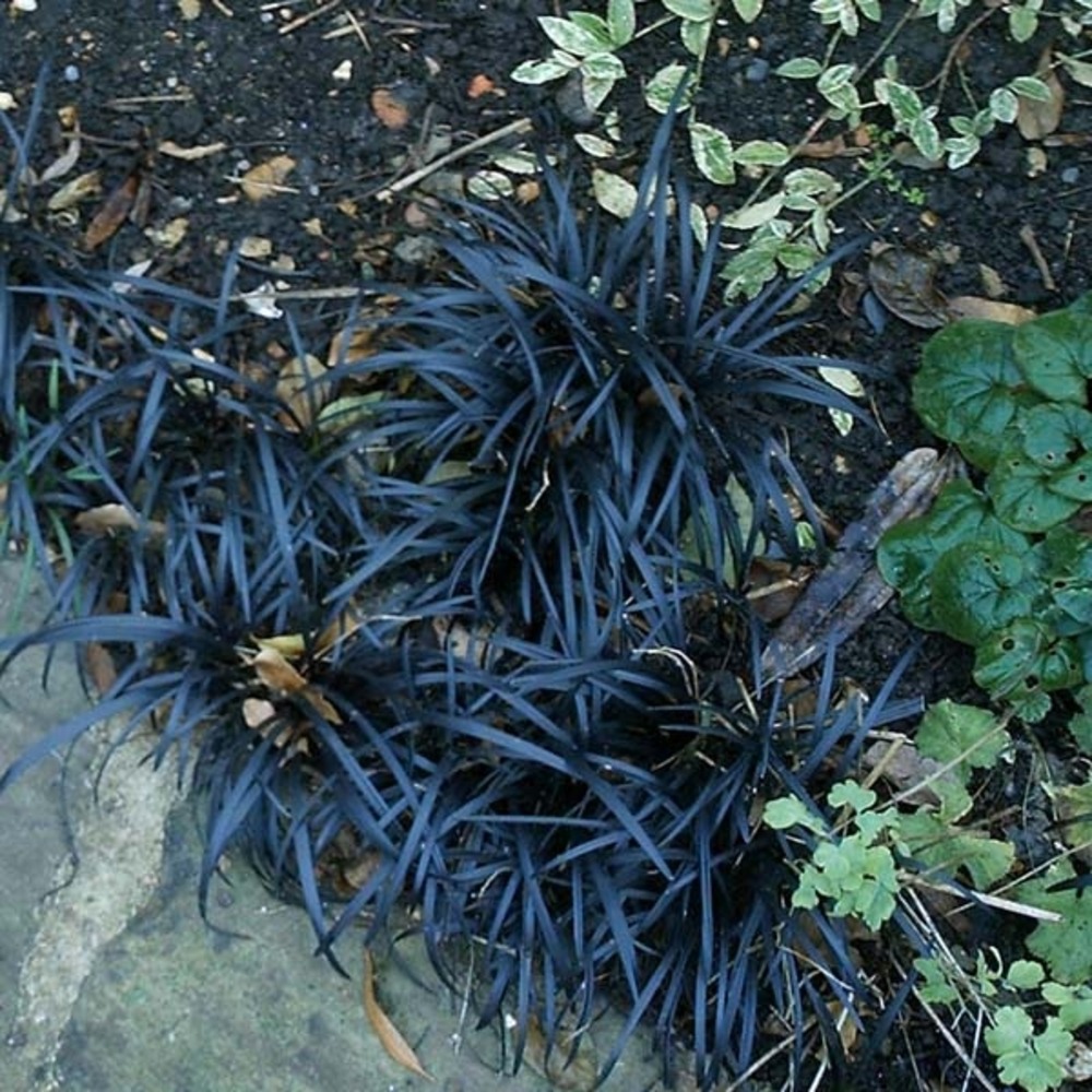 Barbe de serpent 'nigrescens' pot de 2l/3l