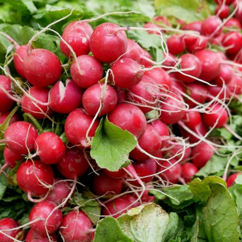 Graines de radis rond national 2 - vilmorin sachet économique