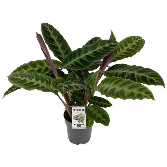 Calathea warscewiczii - ø14cm - ↕50cm - plantes d'intérieur