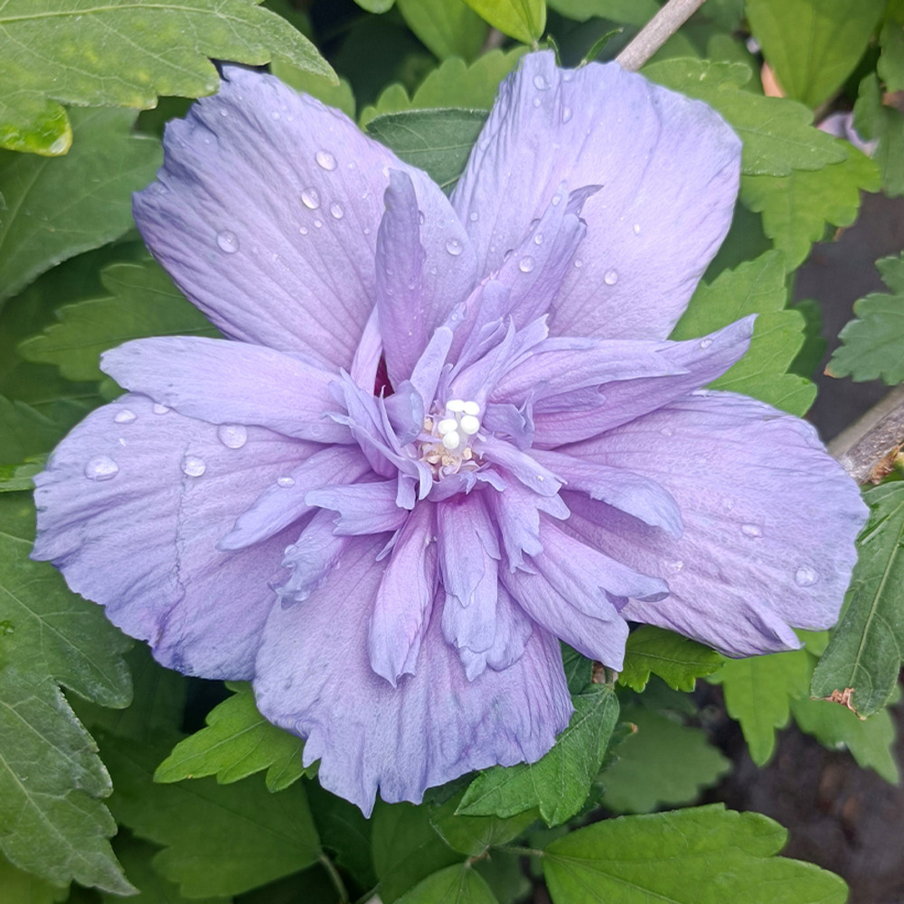 Mauve en arbre 'blue chiffon' pot de 6l/7l