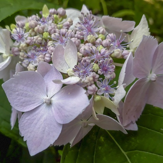 Hortensia 'blue deckle' pot de 2l/3l
