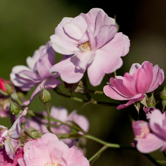 Rosier arbustif lavender dream® 'interlav' pot de 5l - touffe