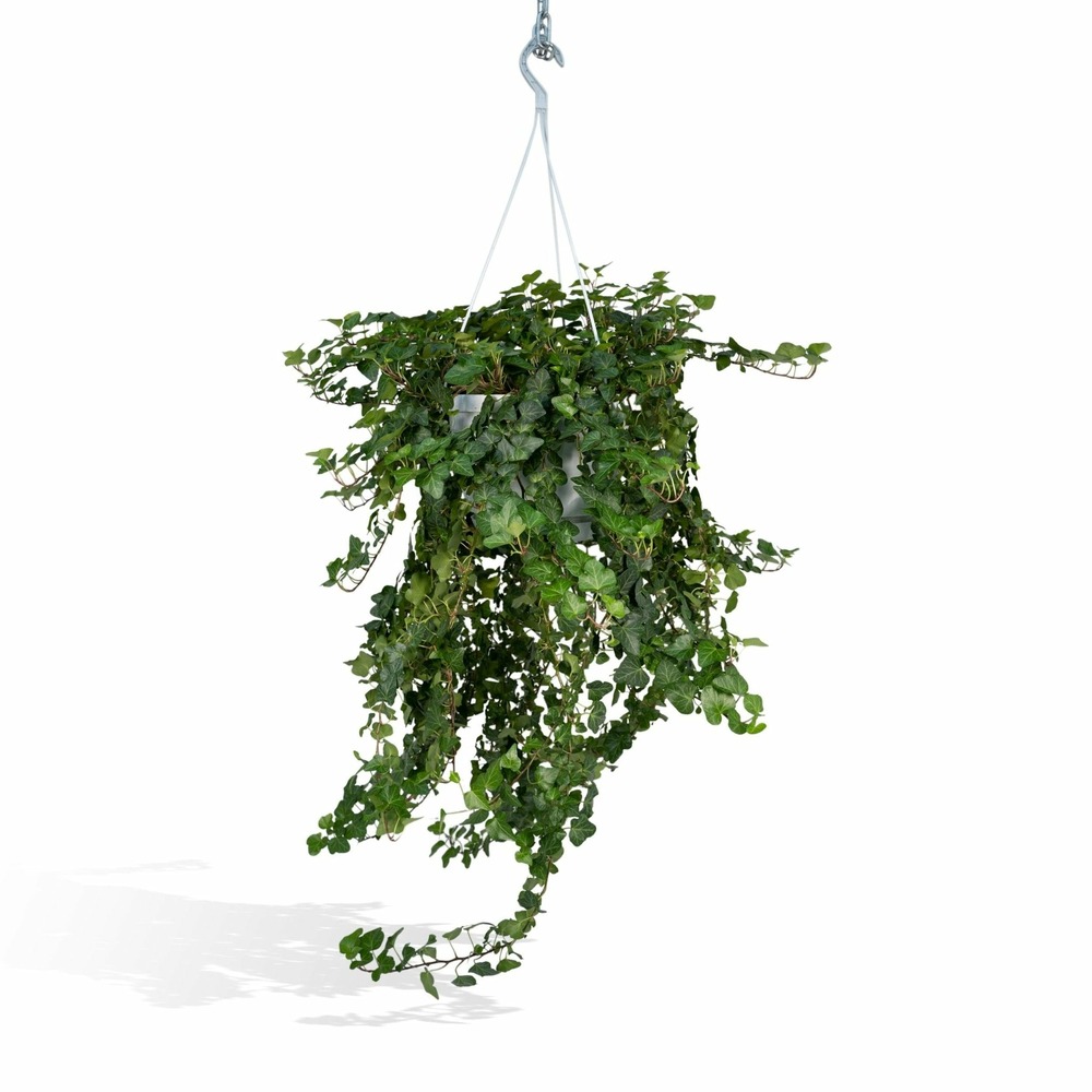 Hedera wonder vert - h70 cm - ø24 cm
